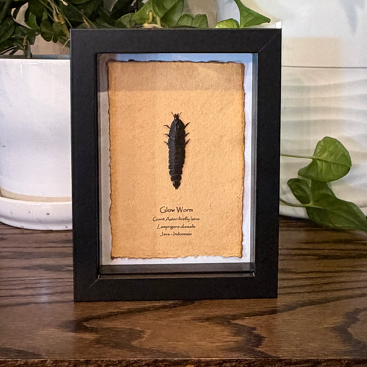 Glow Worm  - Giant Asian firefly larva