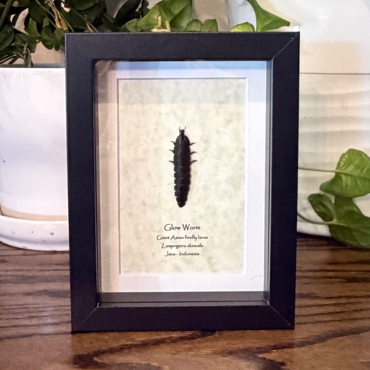 Glow Worm  - Giant Asian firefly larva