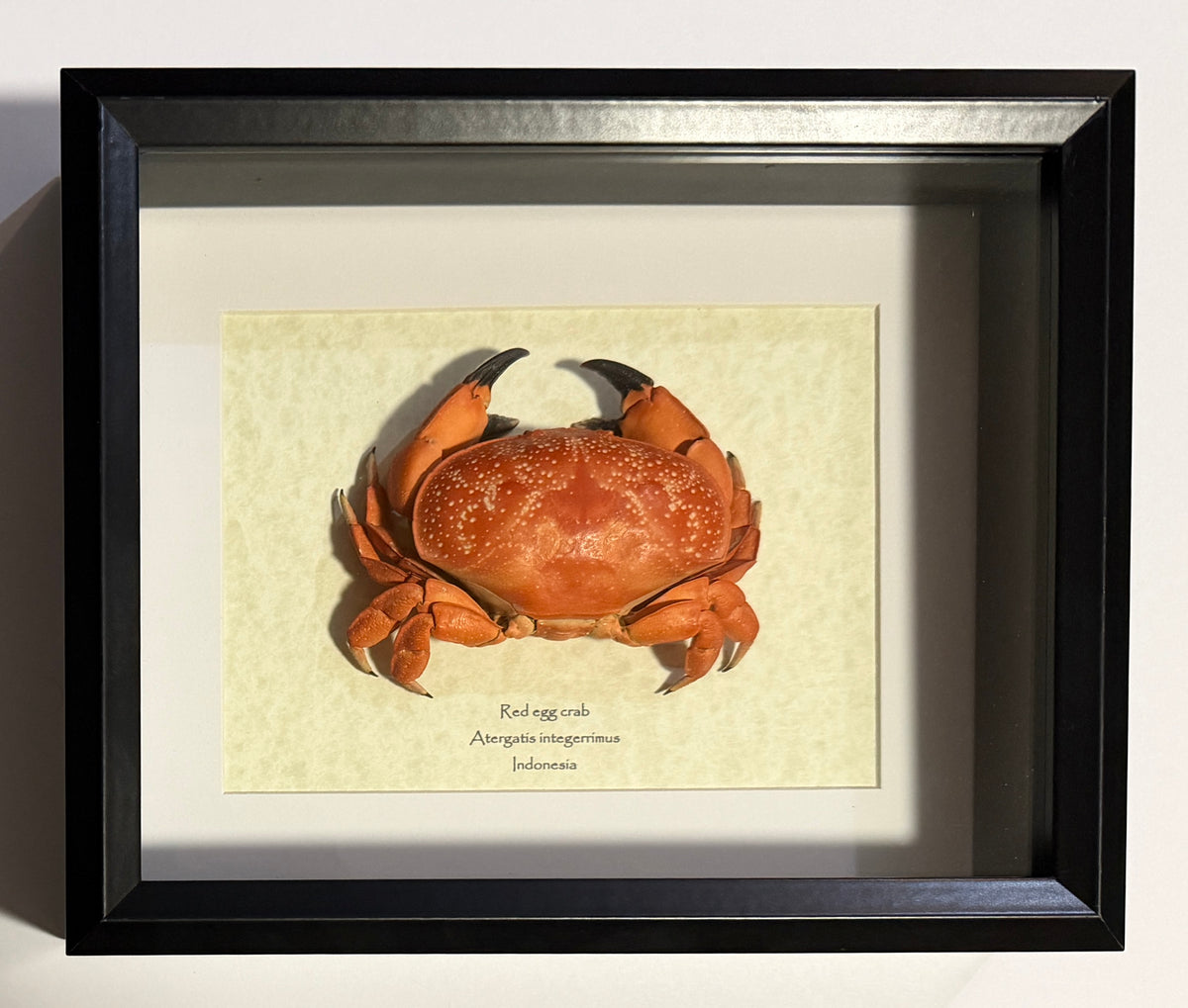 Red egg crab