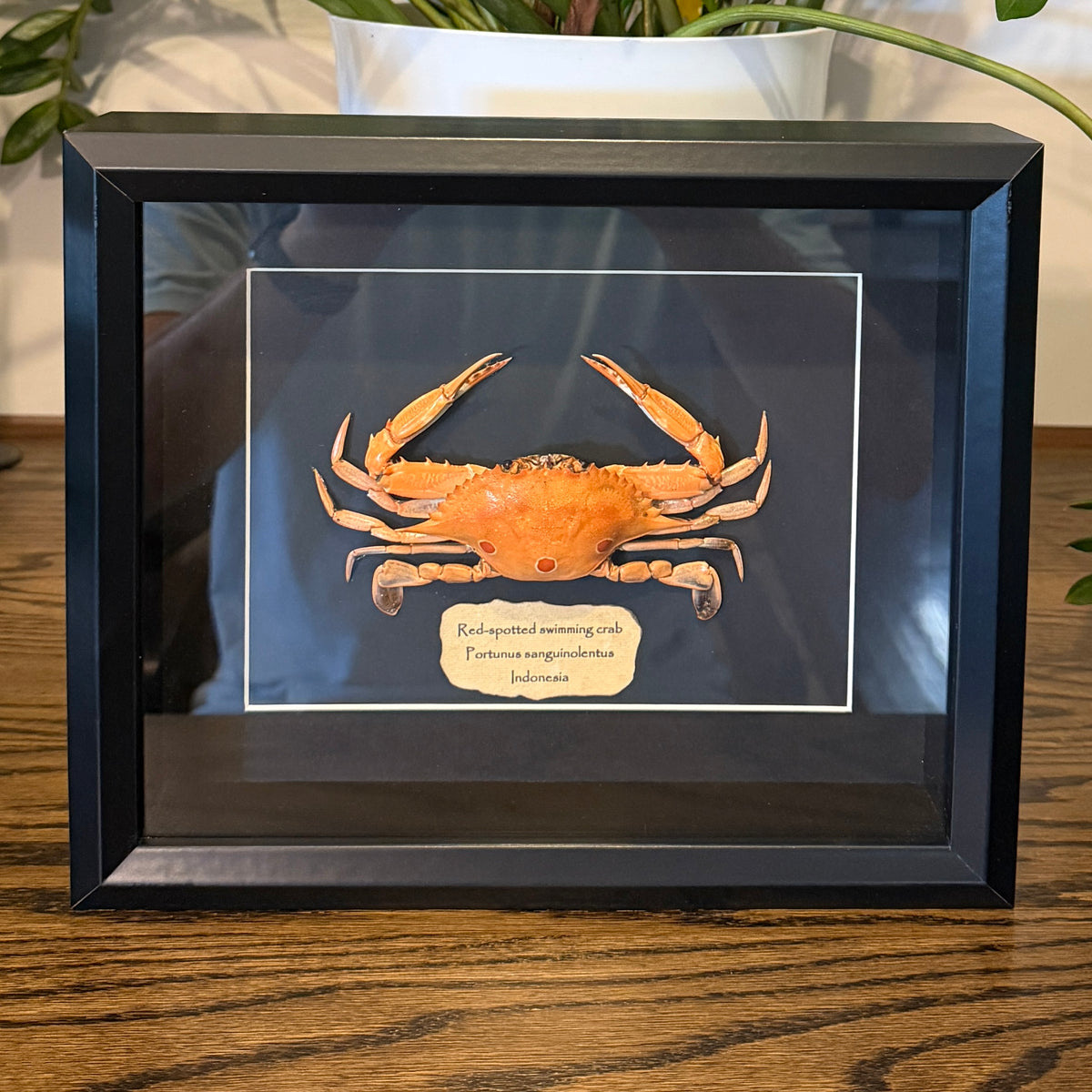 Spotted swimming crab
