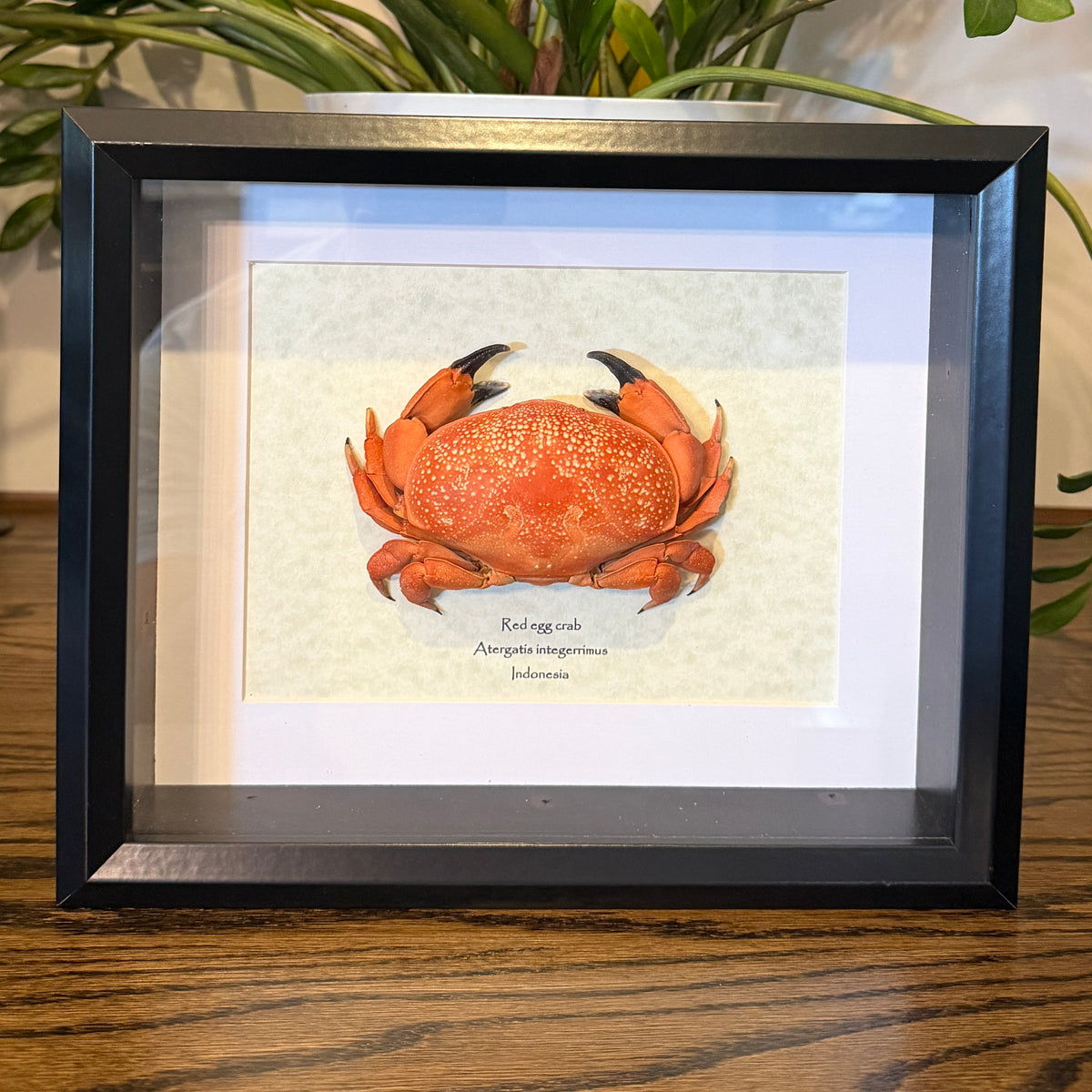 Red egg crab