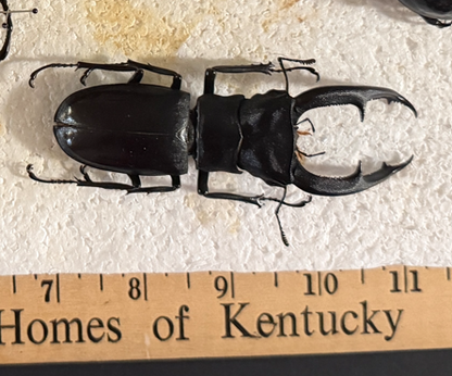 Fork-horned stag beetle